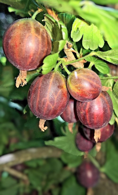 gooseberries  fruits  fruit