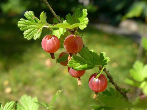 gooseberries berry branch