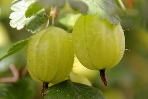 gooseberries fruit bush