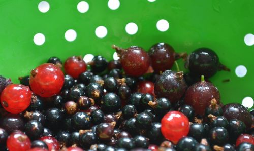 gooseberry black currant