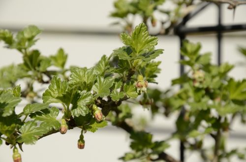 gooseberry bloom spring