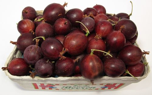 gooseberry berry fruit