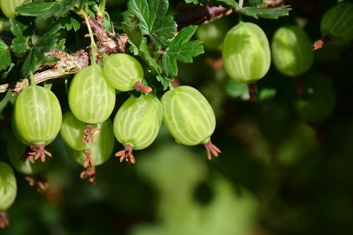 gooseberry  berry  fruit