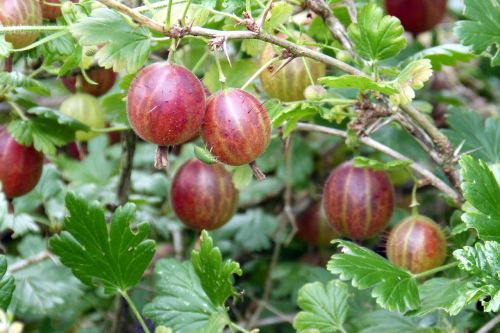 gooseberry berries soft fruit