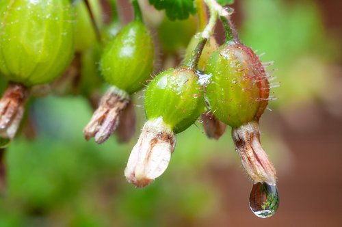 gooseberry  fruit  young