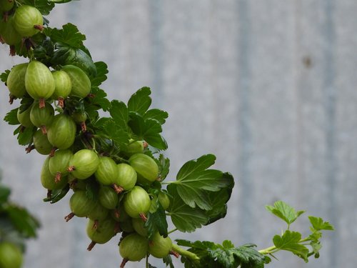 gooseberry  fruit shrub  green