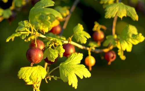gooseberry red food