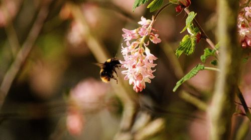 gooseberry flower bourdon insects