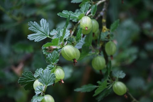 gooseberry to maqueraux  croque-lice  fruit