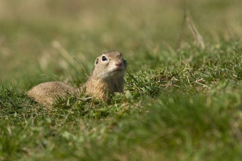 gopher spring nature
