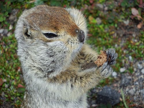 gopher hamster the ground