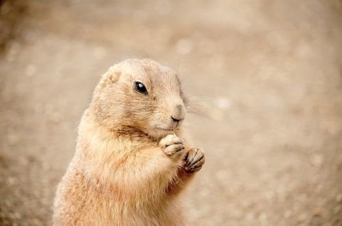 gophers nager croissant