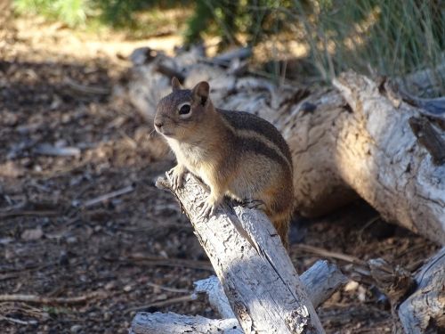 gophers chipmunk animal