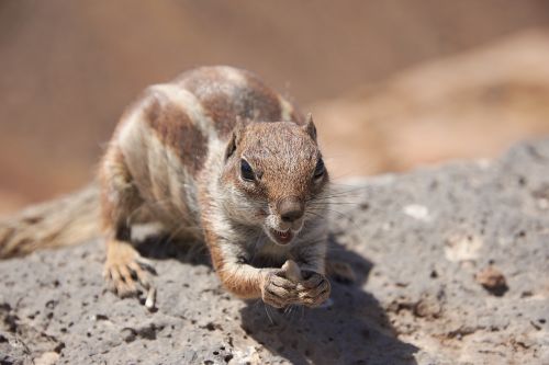 gophers chipmunk nager