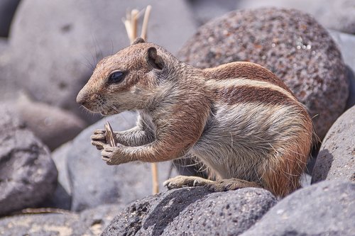 gophers  nature  animal world