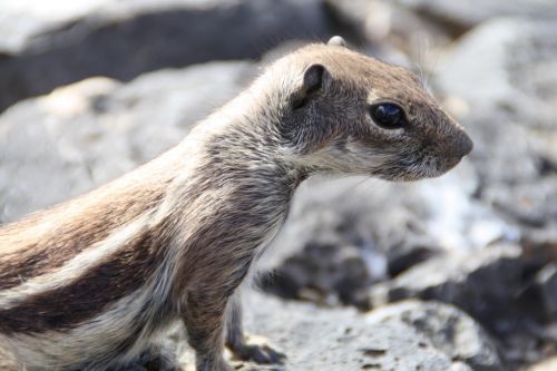 gophers nature rodent