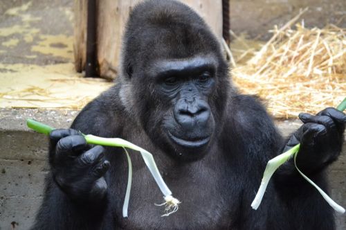 gorilla ape primate
