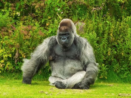 gorilla animal nature
