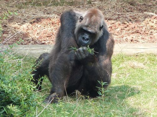 gorilla monkey animals