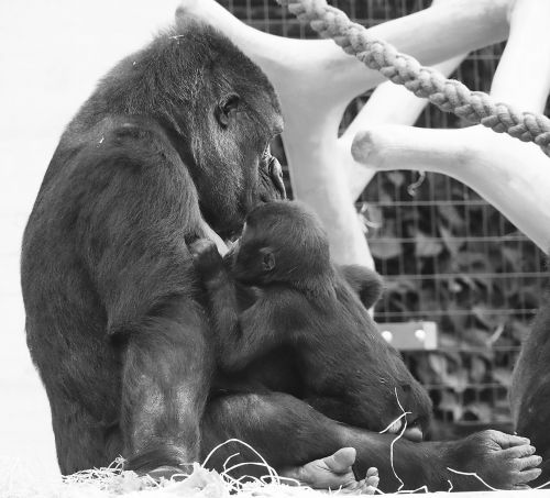 gorilla ape young animal