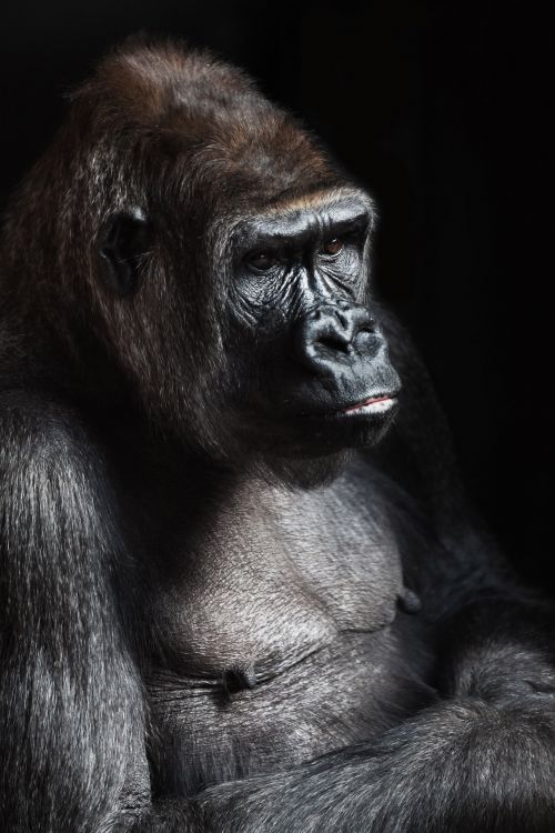 Gorilla