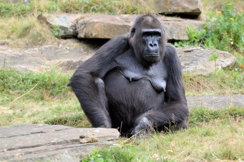 Gorilla