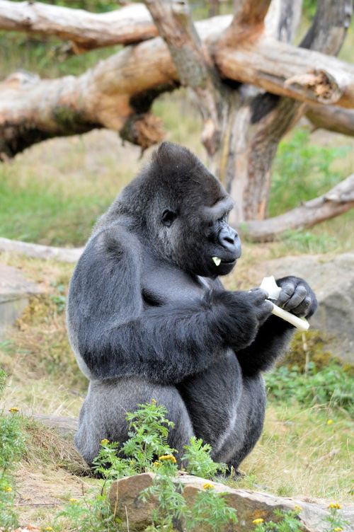 Gorilla