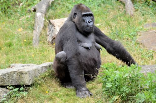 Gorilla