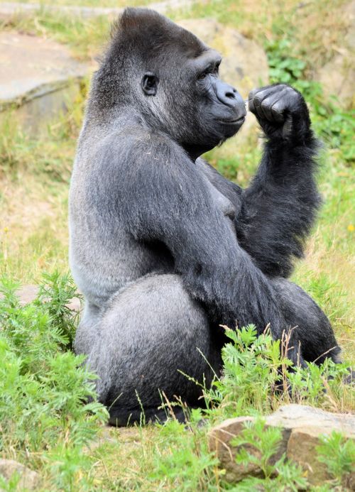 Gorilla