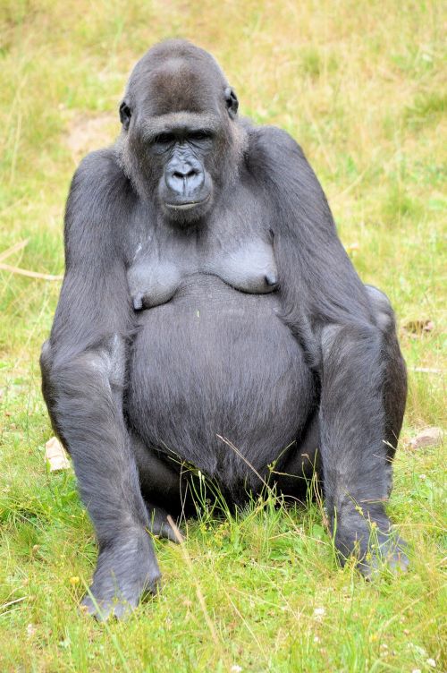 Gorilla