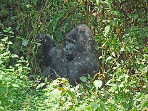 gorilla silverback uganda