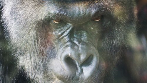 gorilla ape monkey