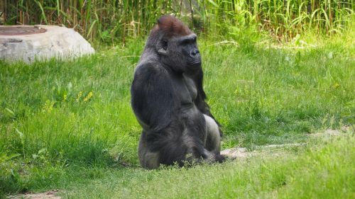gorilla ape monkey