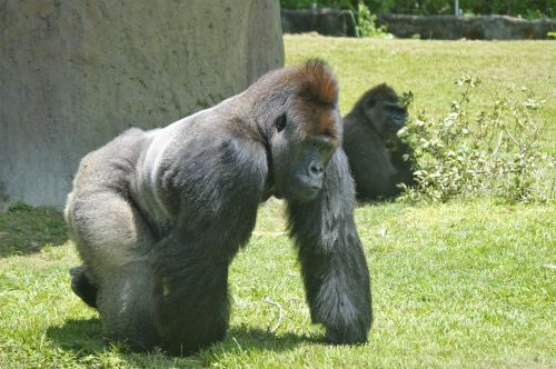 gorilla silverback ape