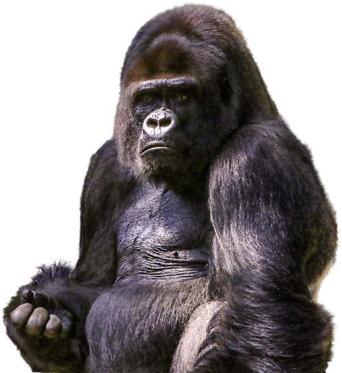 gorilla primate animal