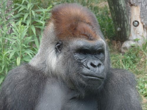 gorilla nature zoo
