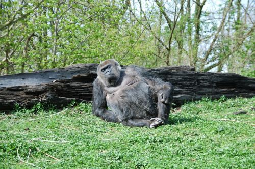 gorilla zoo monkey
