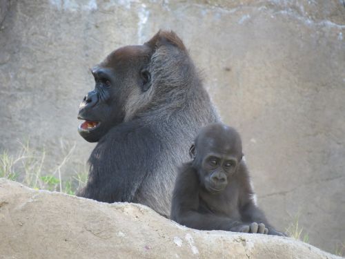 gorilla gorilla baby wild