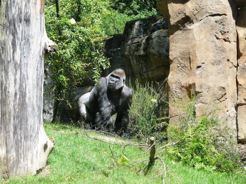 gorilla zoo ape