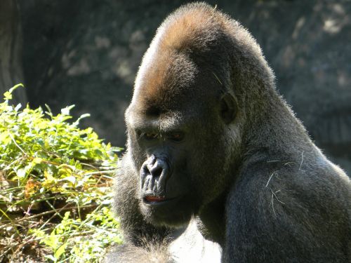 gorilla silverback wildlife