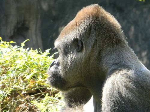 gorilla silverback head