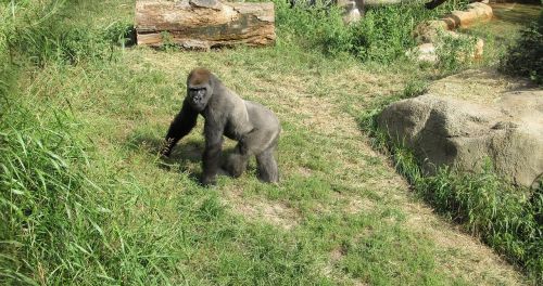 gorilla looking standing