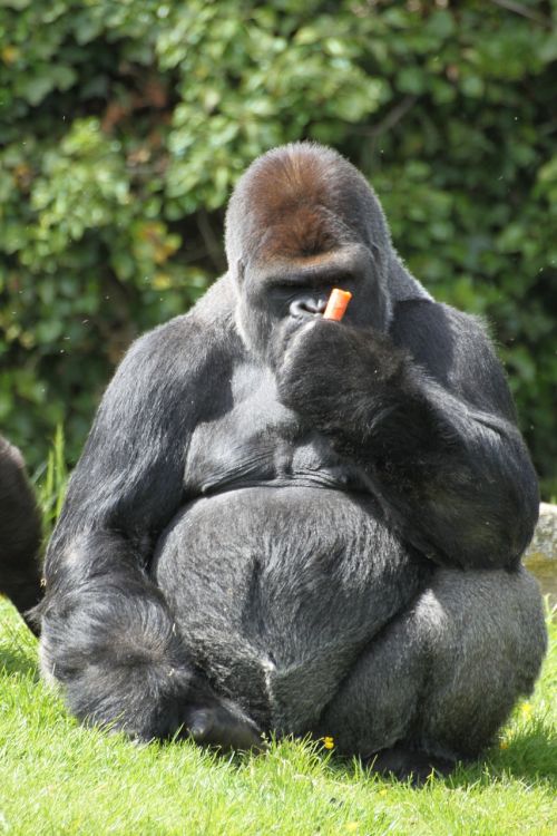 gorilla astonishment monkey
