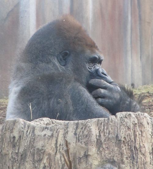 gorilla sitting thoughtful