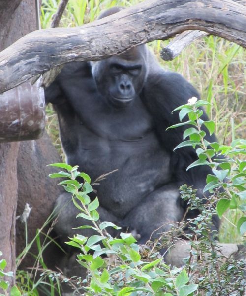 gorilla staring looking