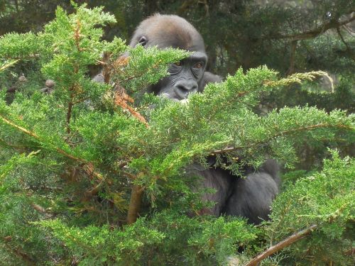 gorilla animal primate
