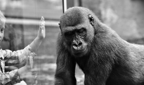 gorilla child separation