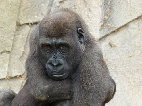 gorilla monkey black