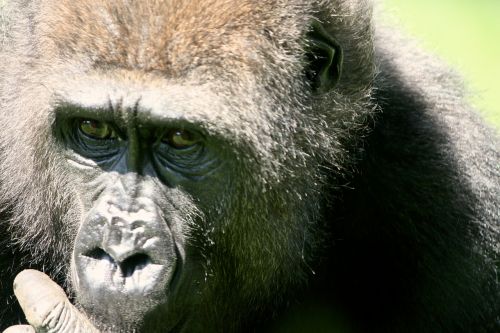 gorilla ape geischt