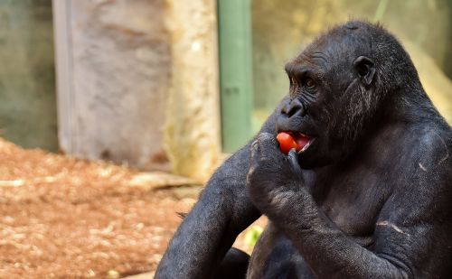gorilla feeding hungry